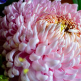 新春を迎え、心よりご挨拶申し上げます。